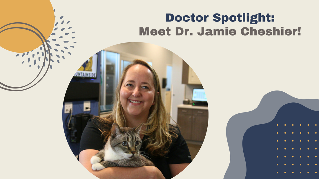 Dr. Jamie Cheshier smiling and holding a striped cat with white paws 